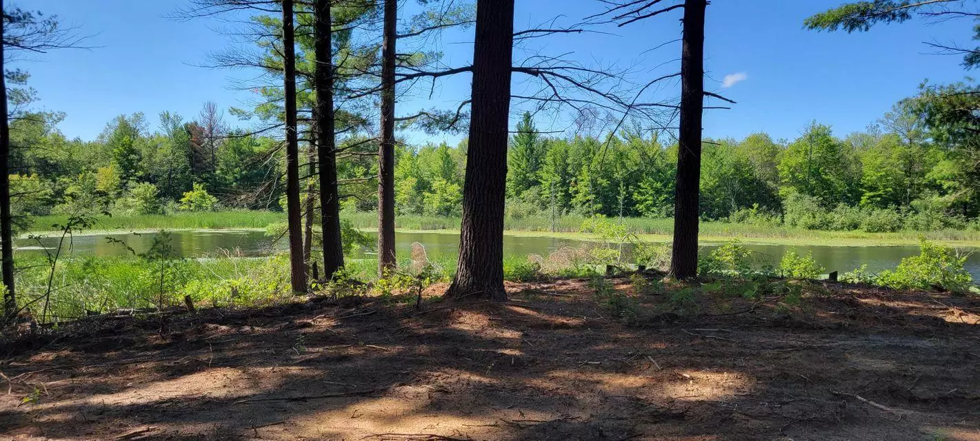 forest and small lake