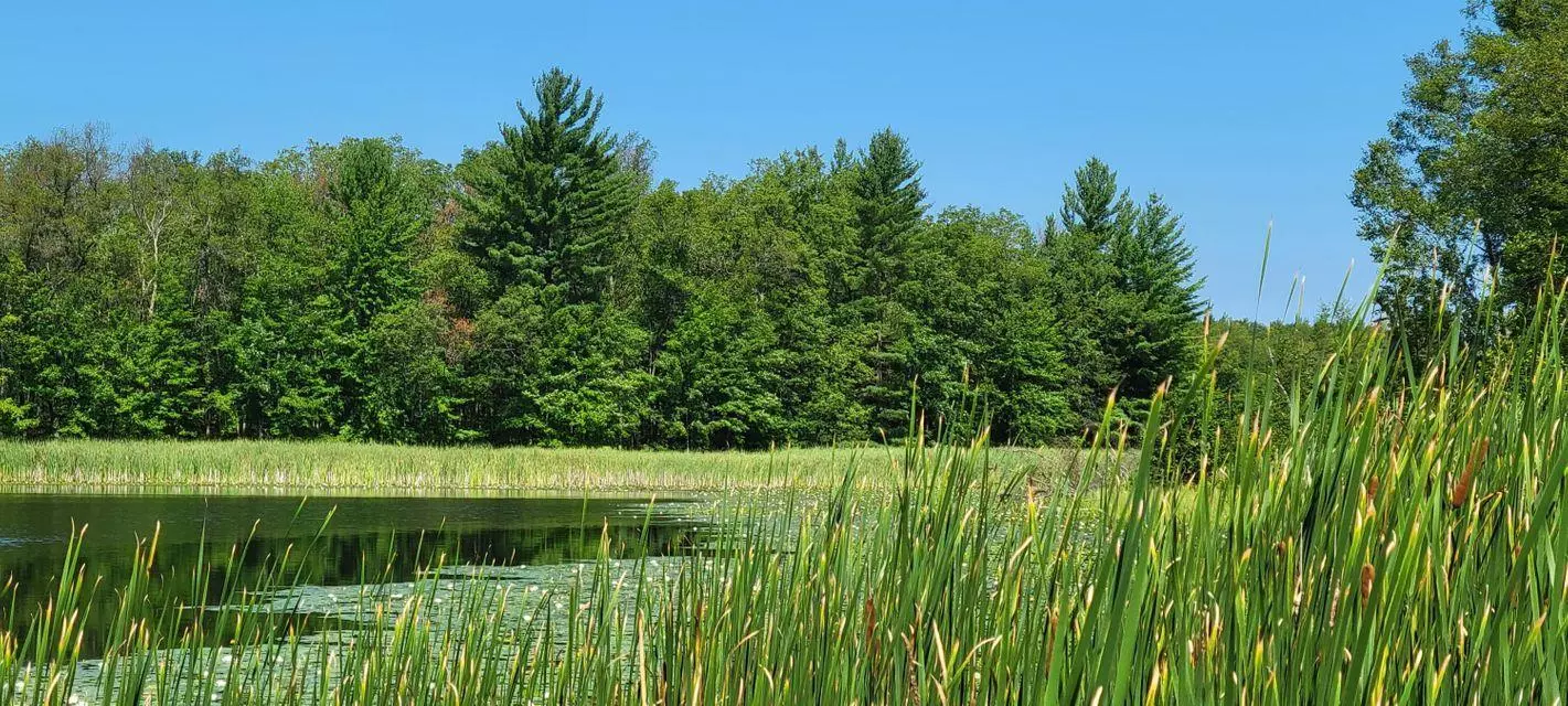 forest and cattails surrounding serene lake