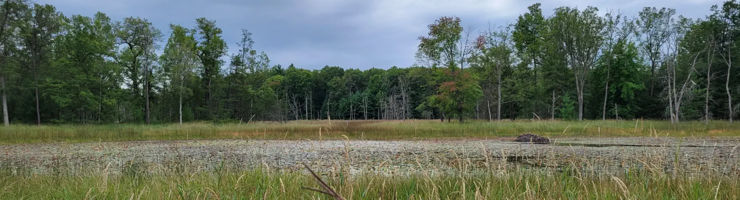 Small lake near Baldwin, Michigan