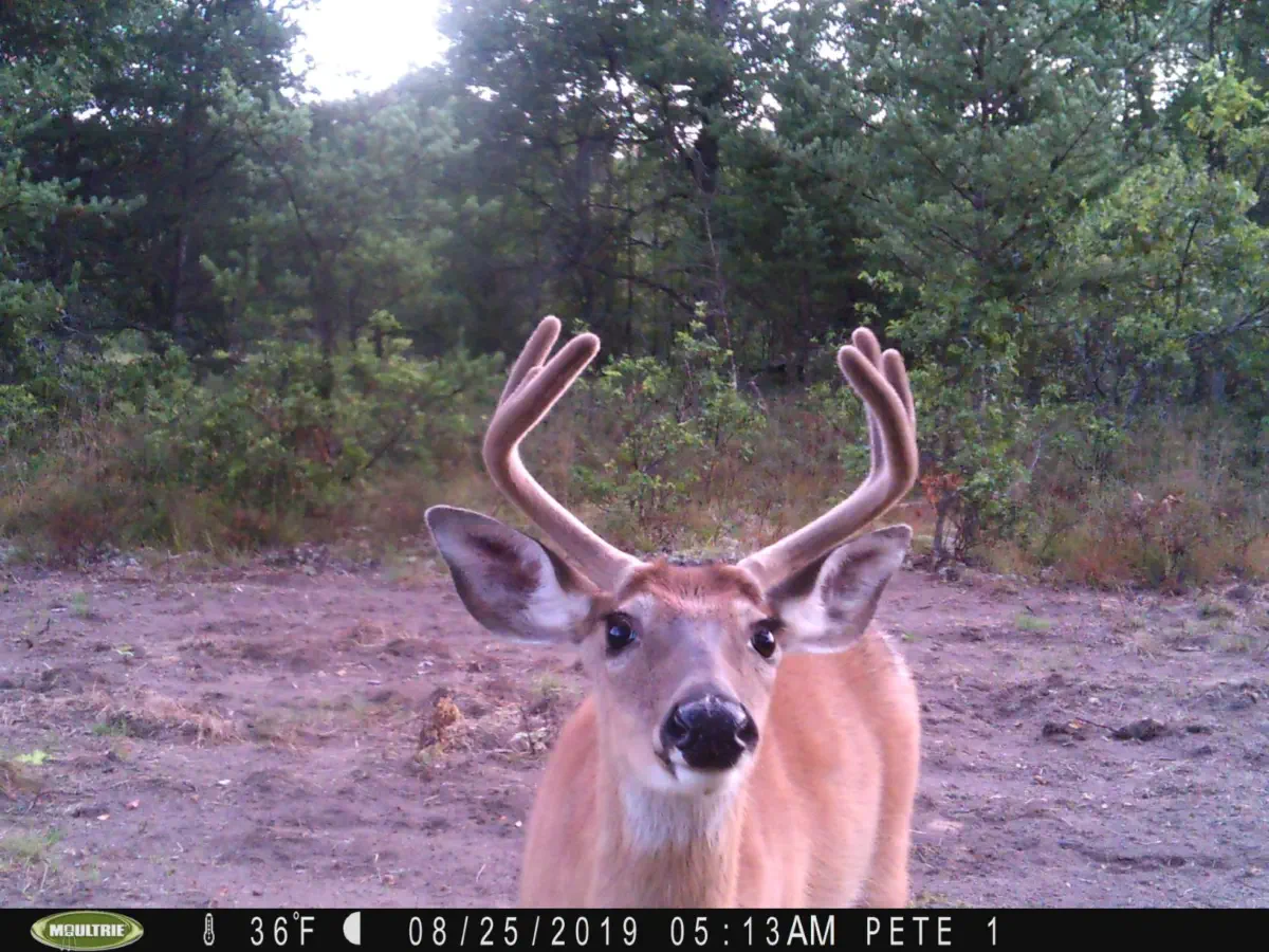 six point buck from game camera