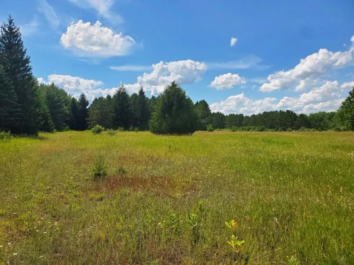 pine trees in field in spring on sunny day