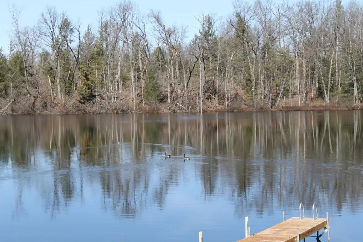 geese on lake in fall